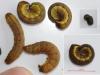 Ochropleura leucogaster